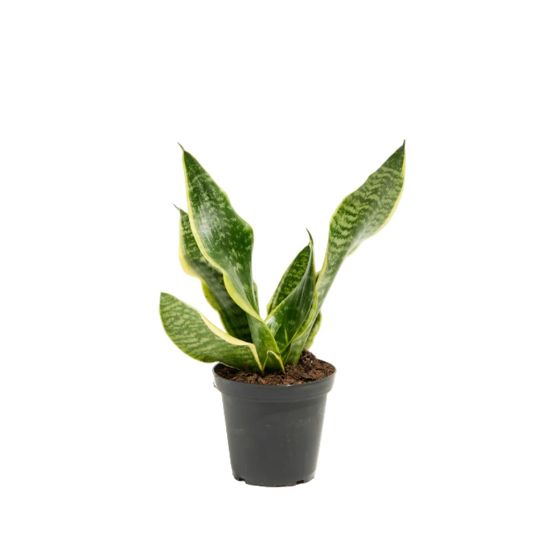 Snake Green 4 inches Plant Mother In Law Tonge Plant Ht7 Ceylon Bowstring Ht7 Best