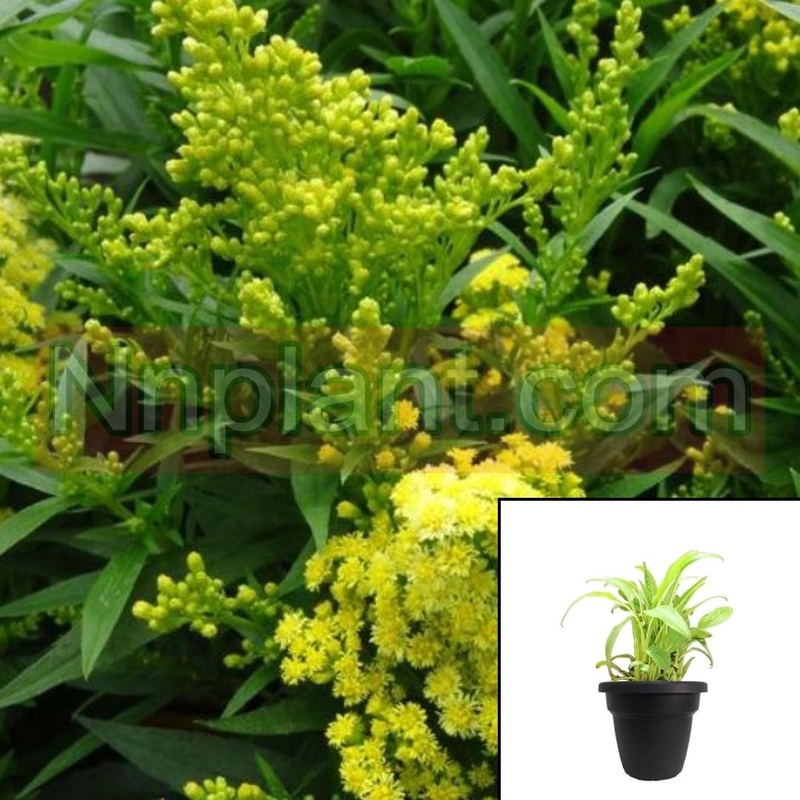 Solidago Little Lemon Plant 6Packs Of 2Inches Pot Goldenrod Ground Cover