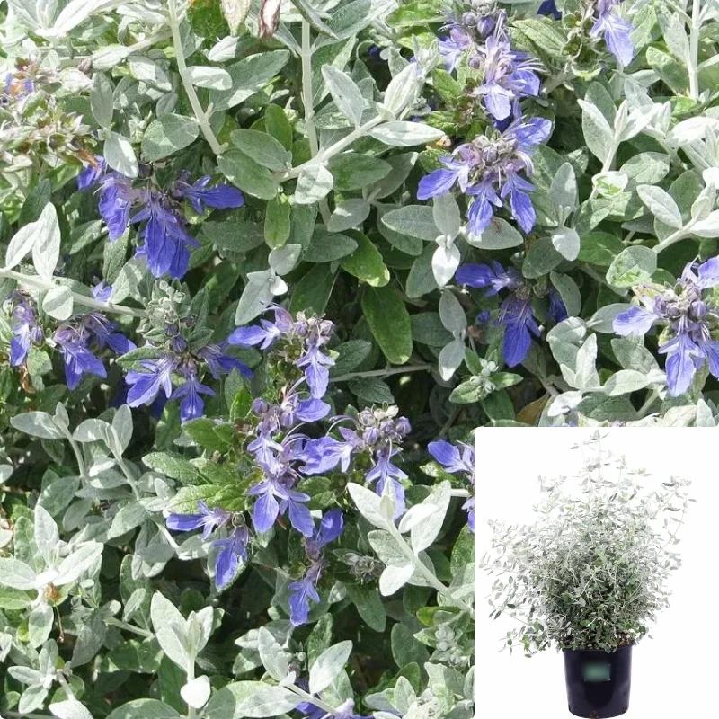Teucrium Azurium 5 Gallon Bush Germander Plant Fruticans Tree Shrubby Live Plant Fr7