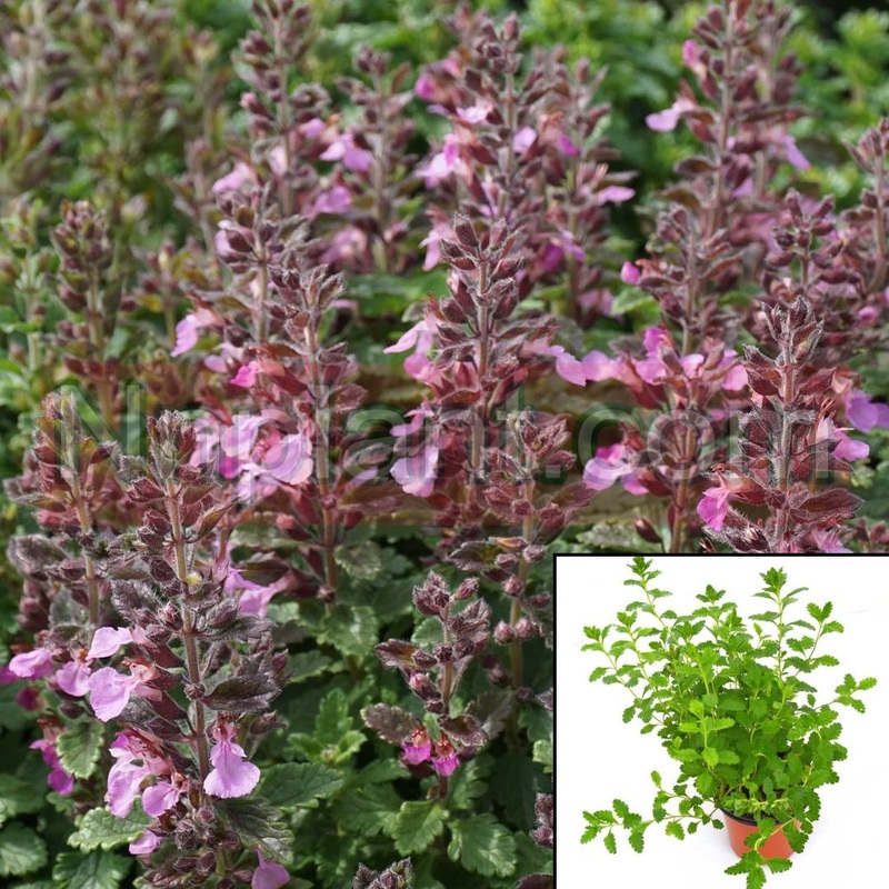 Teucrium Chamaedrys 1 Gallon Purple Teucrium Chamaedrys Wall Germander Live Plant Fr7