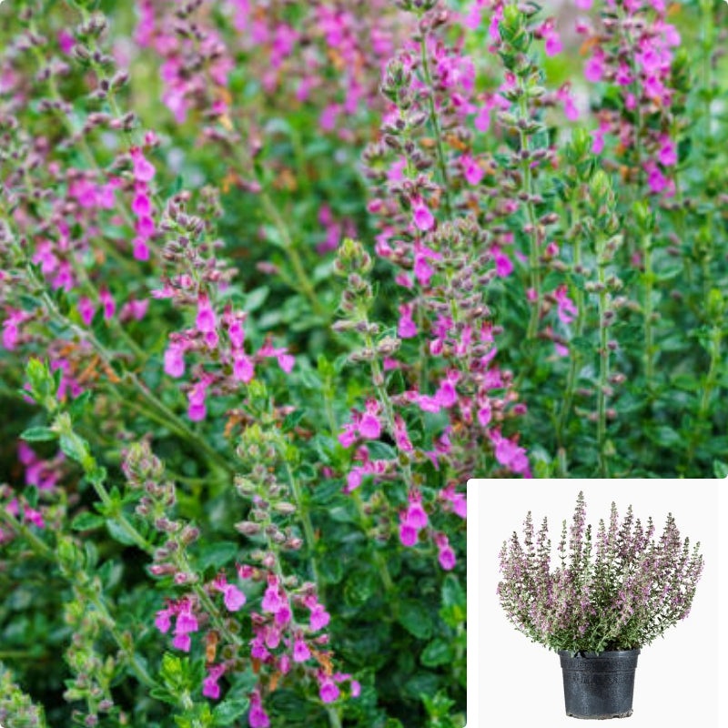 Teucrium Chamaedrys 5 Gallon Wall Germander Plant Wall