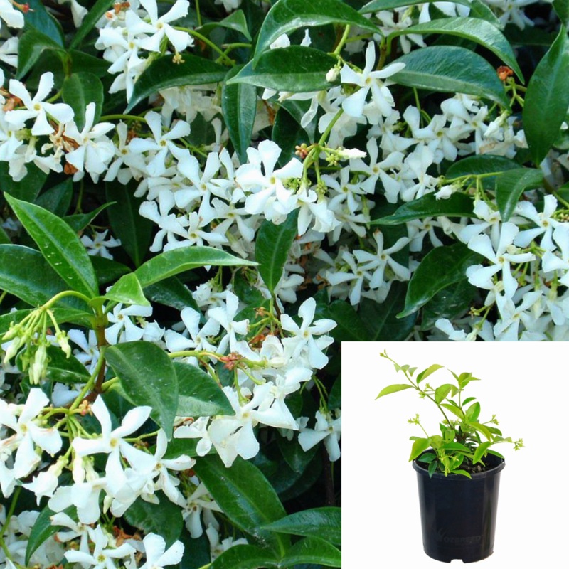 Trachelospermum Asiaticum 1 Gallon Asiatic Jasmine Plant White Live Plant Fhm7