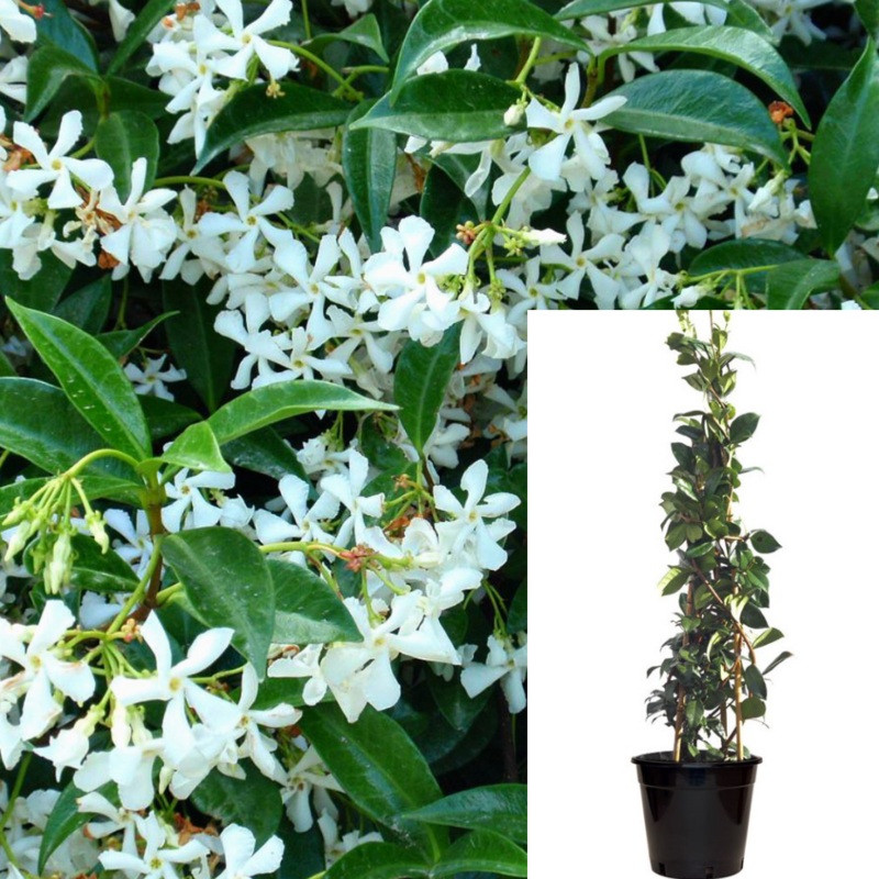 Trachelospermum Asiaticum 5 Gallon White Japanese Star Jasmine Outdoor Live Plant Fr7