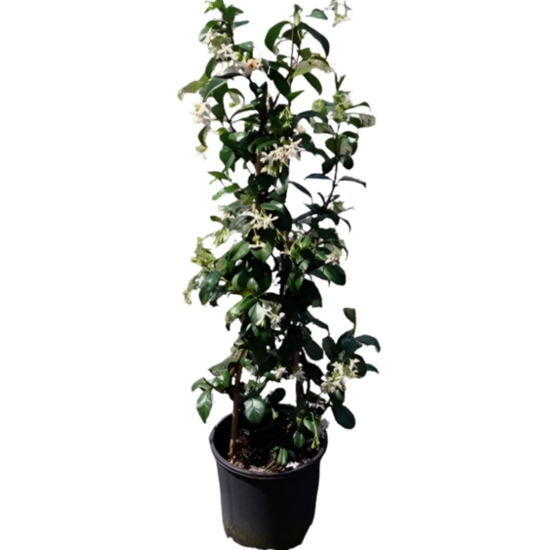 Trachelospermum Jasminoides 1 Gallon Southern Jasmine White Live Plant Outdoor Mhg7