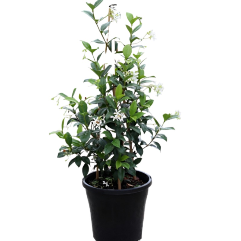 Trachelospermum Jasminoides Staked 5 Gallon Star Jasmine White Live Plant Outdoor Mhg77