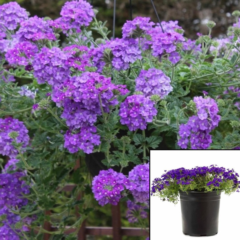 Verbena Blue Violet 1 Gallon Verbena Tapien Blue Tm 1 Gallon Annual Verbena Blue Flower Live Plant