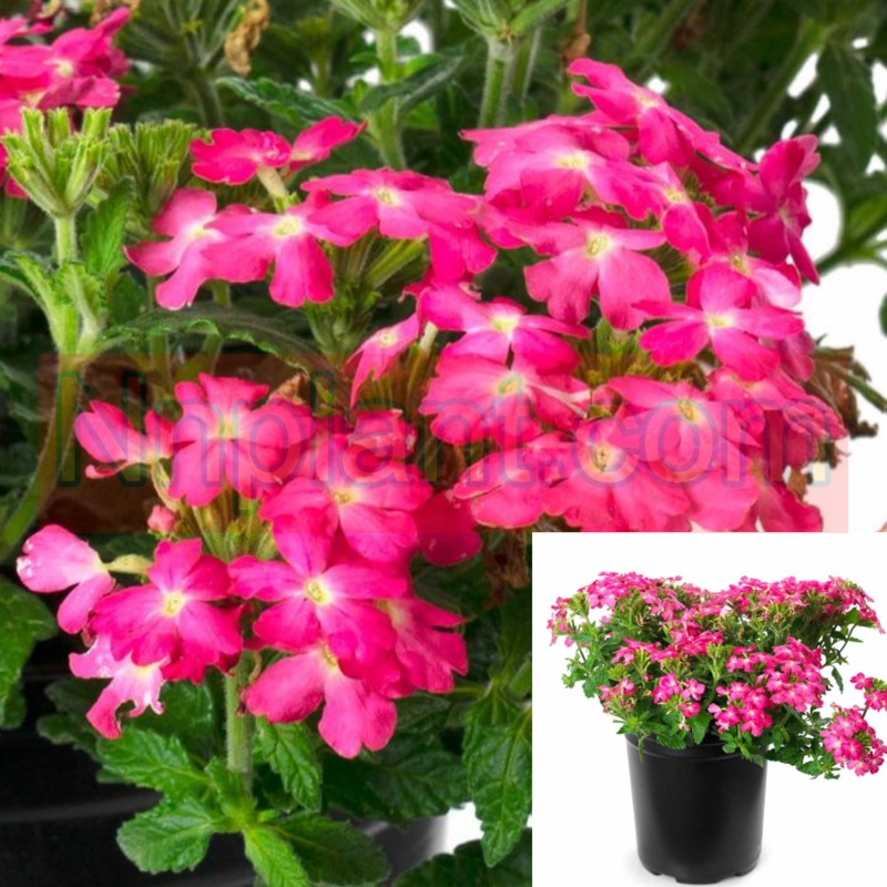 Verbena Firehouse Pink Plant 1 Gallon Pot Peruviana Outdoor Live Plant