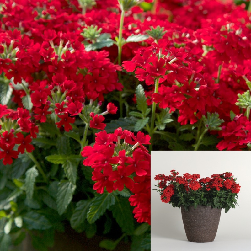 Verbena Firehouse Red 1 Gallon Plant Peruviana Live Plant Outdoor Fr7
