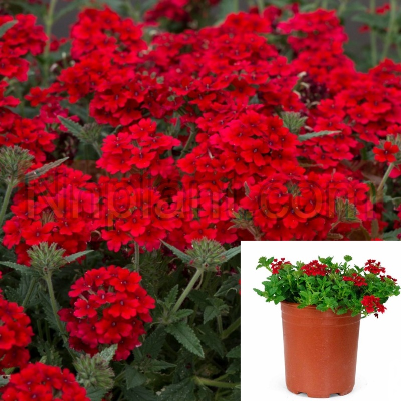 Verbena Firehouse Red Plant 1 Gallon Pot Peruviana Live Plant Outdoor