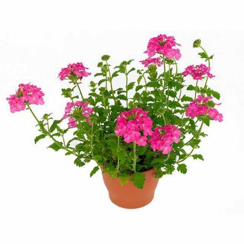 Verbena Peruviana Pink 1 Gallon Endura Scape Bicolor Full Live Plant Fr7