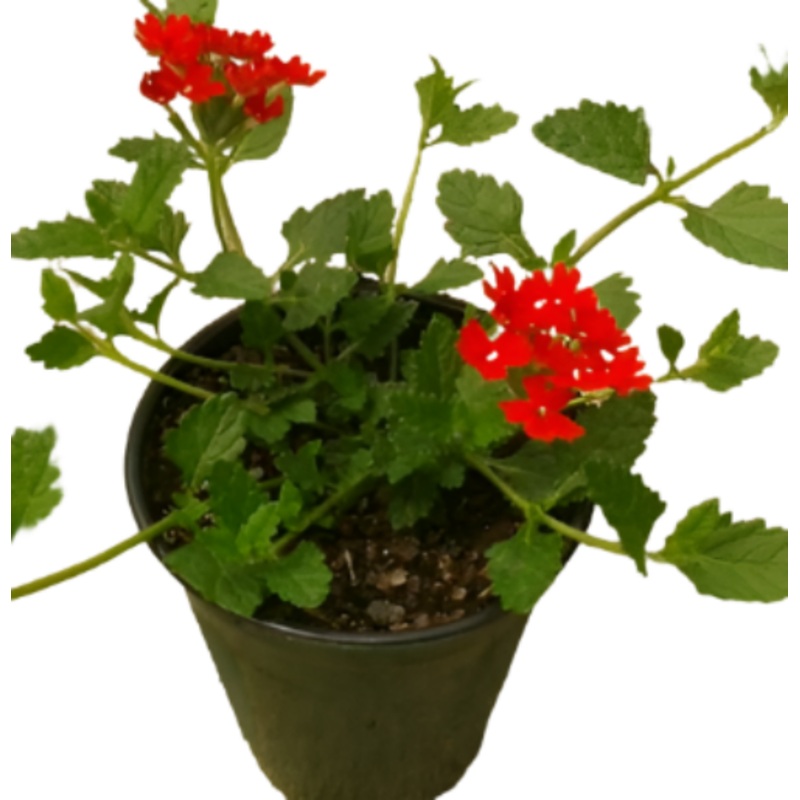 Verbena Peruviana Red 1 Gallon Homestead Vervain Canadensis Plant Flower Live Plant