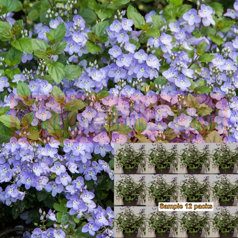 Veronica Waterperry Plant 12Packs Of 2Inches Pot Peduncularis Powder Blue Live Plant Ground Cover