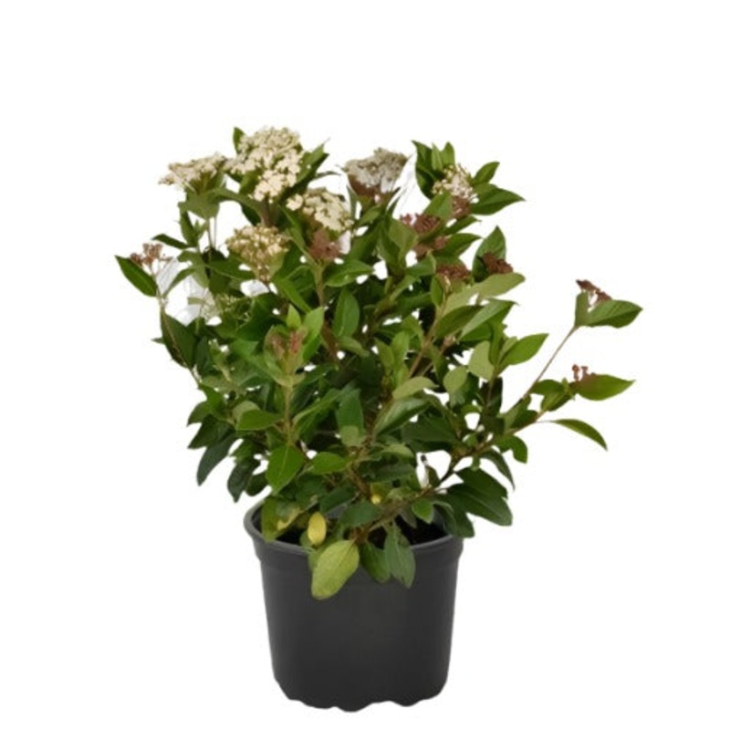 Viburnum Tinus Spring Bouquet Plant 5 Gallon Compactum Tin Live Plant Pl