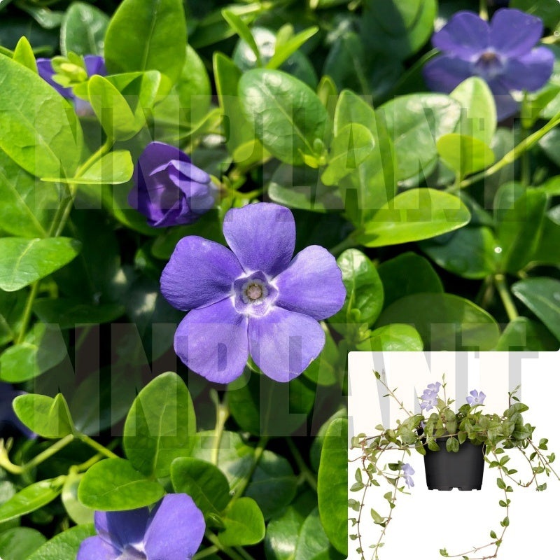 Vinca Minor Bowles Plant Periwinkle 1 Gallon Lesser Dwarf Per Mr