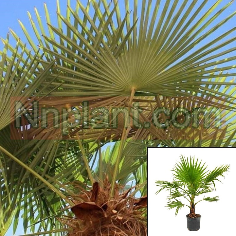 Washingtonia Robusta 5 Gallon Mexican Fan Palm Washingto Live Plant Fr7