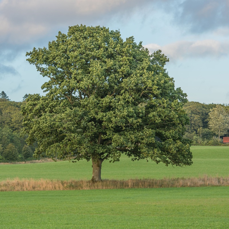White Oak Tree|1 Gallon|3 Gallon