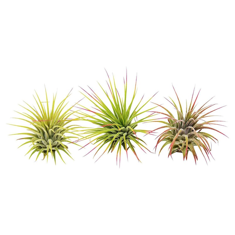3 Ionantha Guatemala Air Plants / Blooms