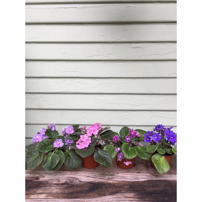African Violet|4″ pot|2″ pot