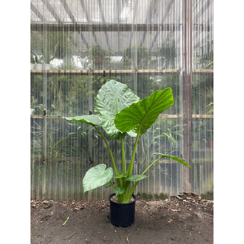 Alocasia Calidora|10″ pot at 2-3ft tall|12″ pot at  3-4ft tall|8″ pot 24″ tall