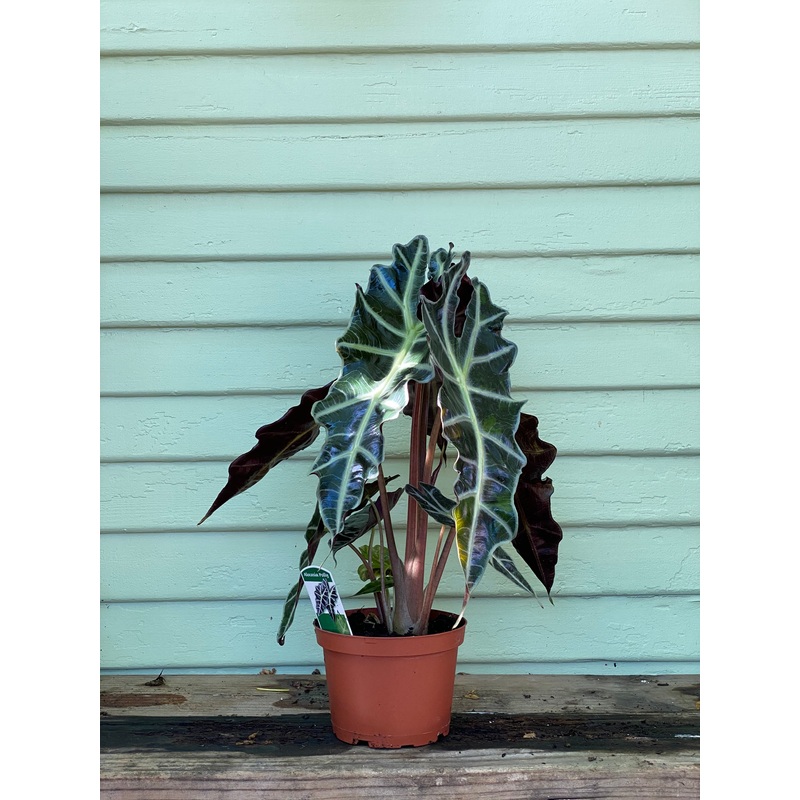 Alocasia Polly|2″pot|4″ pot at 7″ tall|6″ pot at 11″ tall