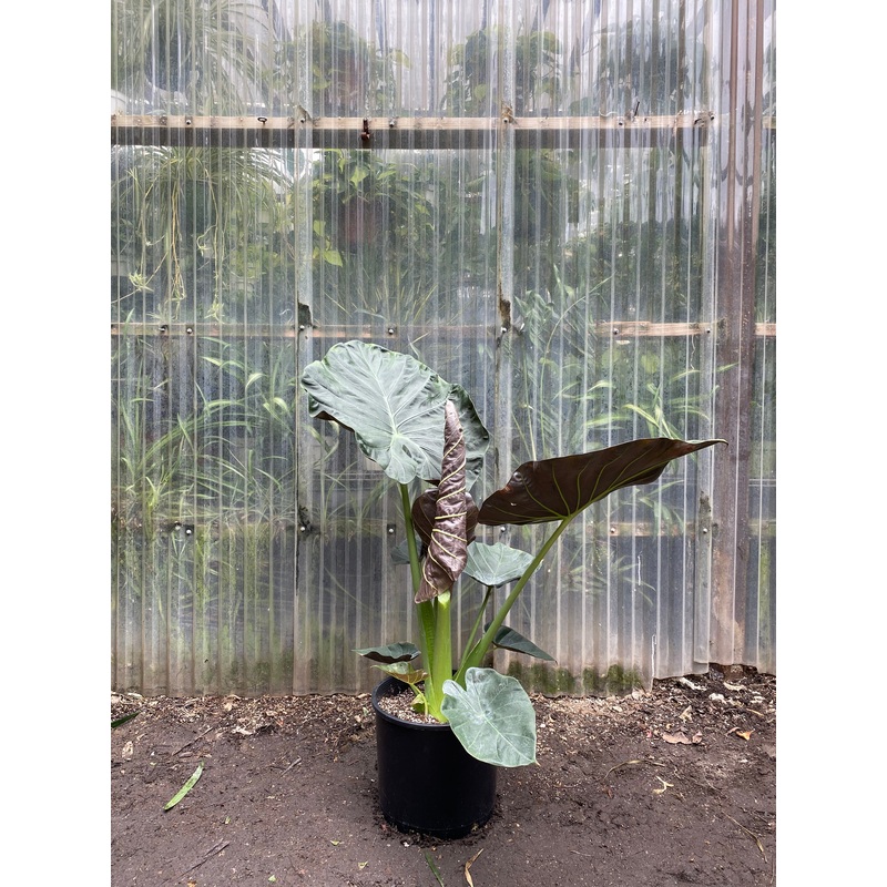 Alocasia Regal Shields|10″ pot at 2-3ft tall|12″ pot at  3-4ft tall|6″ pot|4″ pot