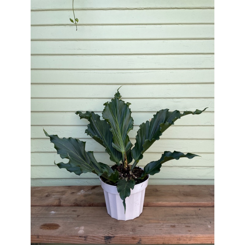 Anthurium – Plowmanii|6″ pot|8″ pot at 1.5ft tall
