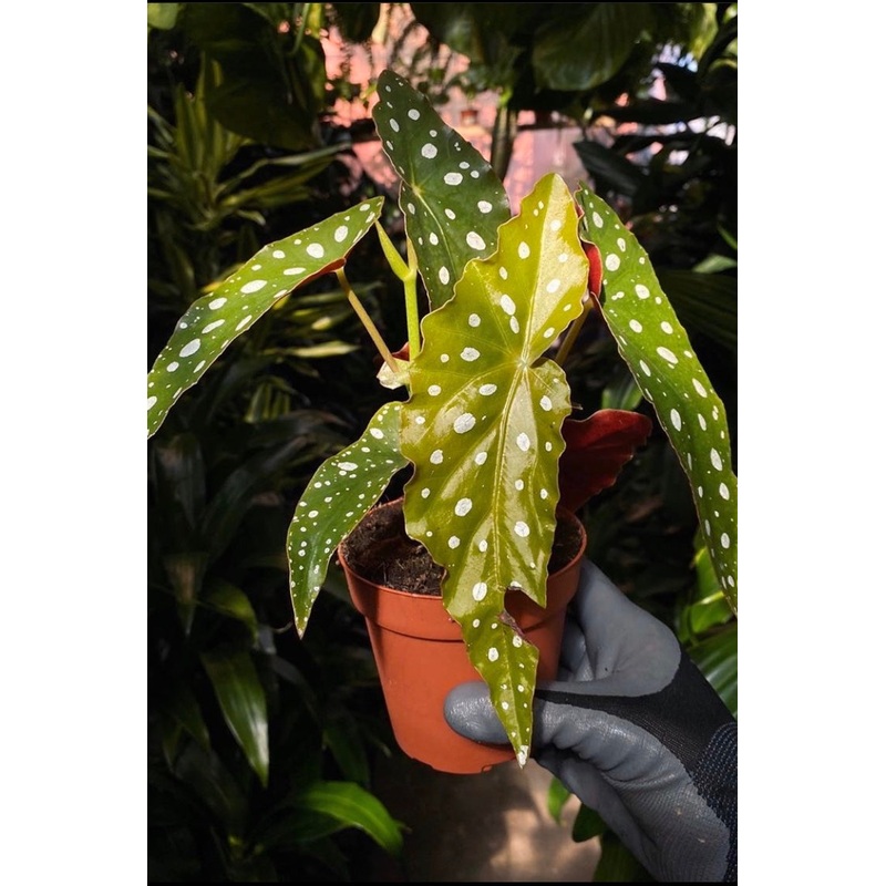 Begonia maculata|4″ pot|6″ pot