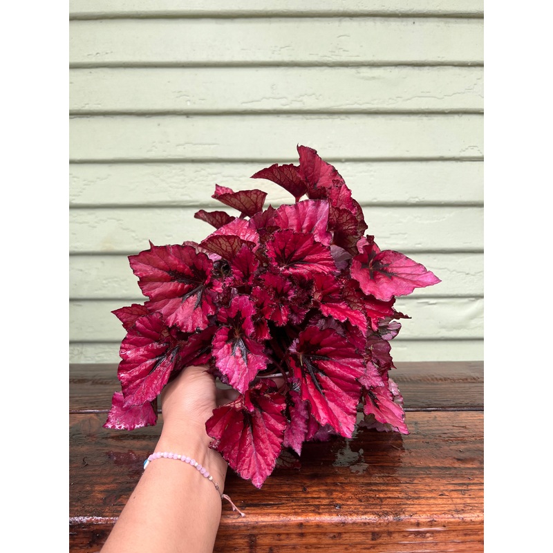 Begonia rex (assorted)|4″ pot|6″ pot