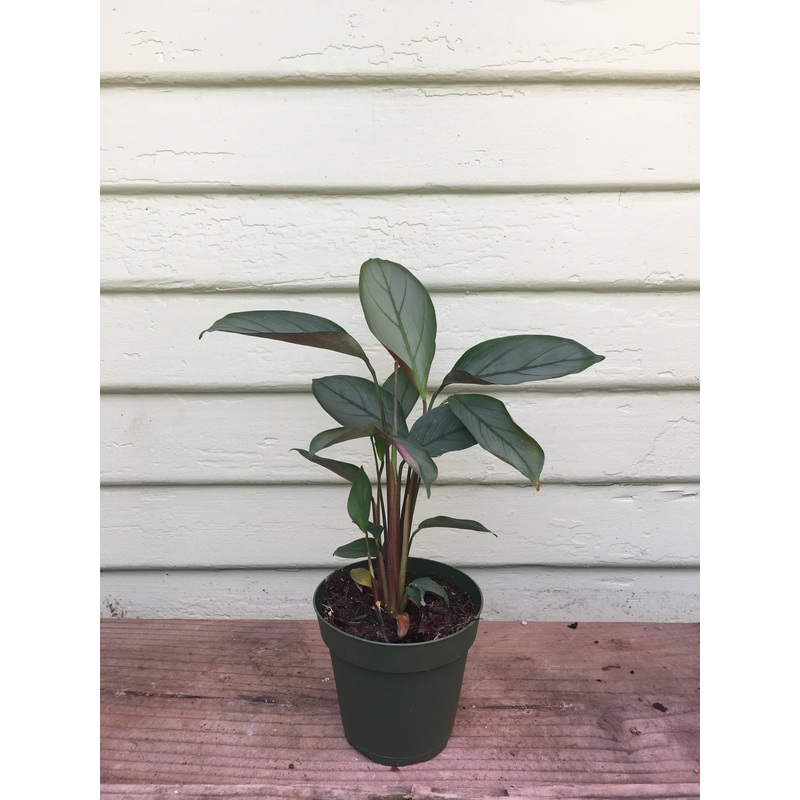 Calathea Gray Star|8″ pot 24″ tall|4″ pot|6″ pot