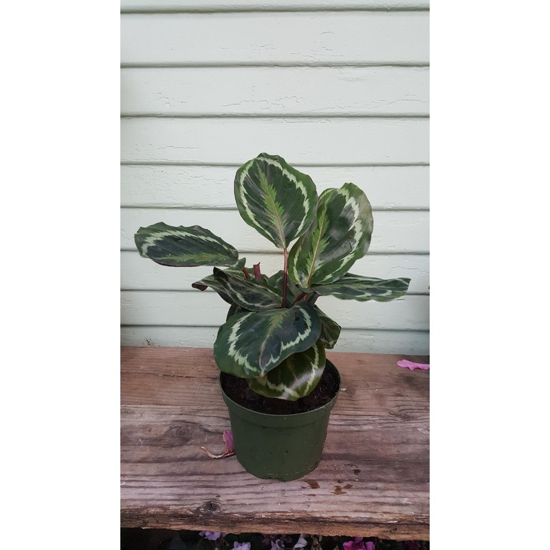 Calathea Medallion|6″ pot|4″ pot