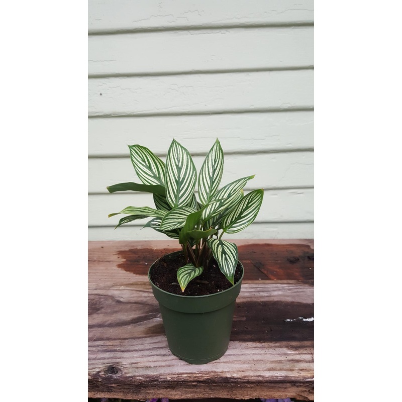 Calathea Vittata|3″ pot|4″ pot|6″ pot