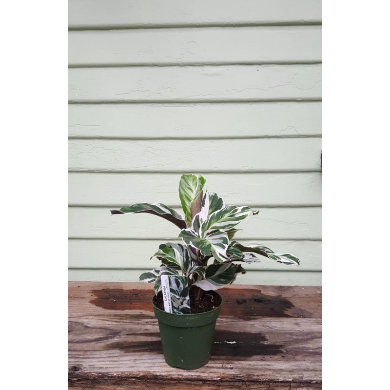 Calathea White Fusion|4″ pot|6″ pot