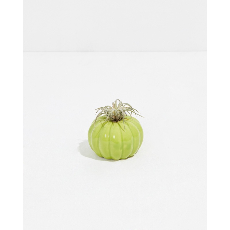 Chartreuse Pumpkin Air Plant