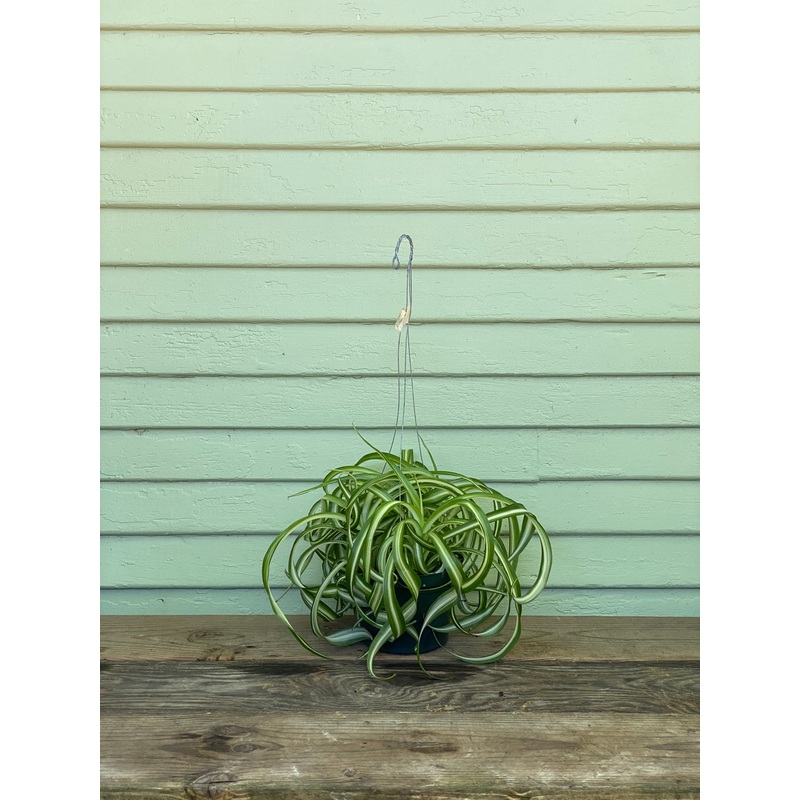 Curly Spider Plant – Bonnie|8″ pot|4″ pot|6″ pot