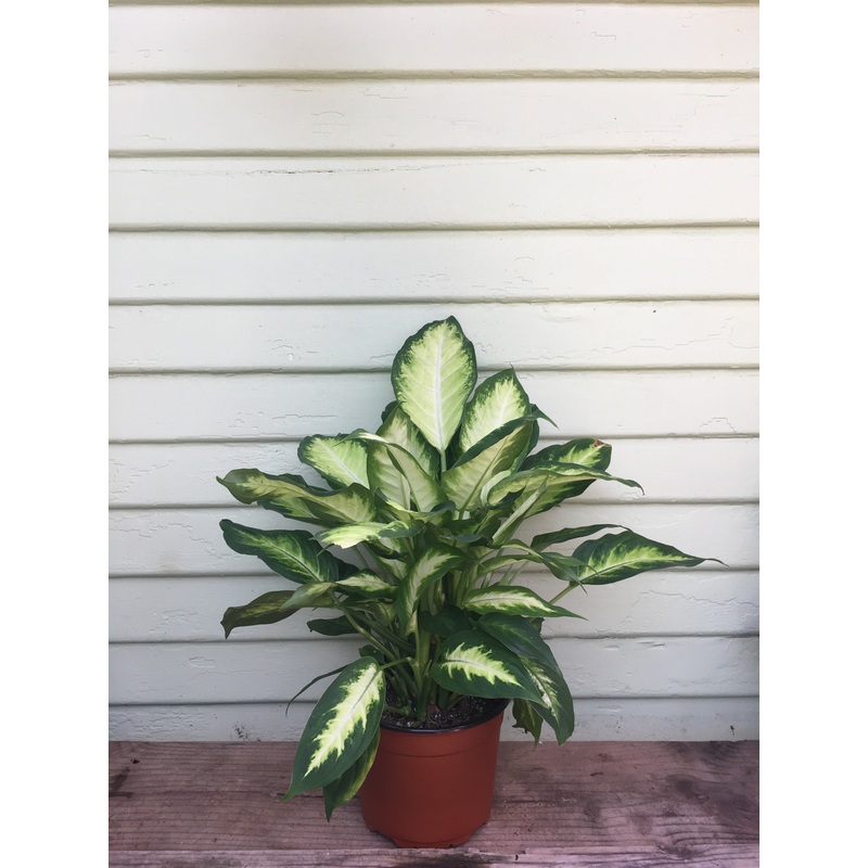 Dieffenbachia Camilla|4″ pot|6″ pot