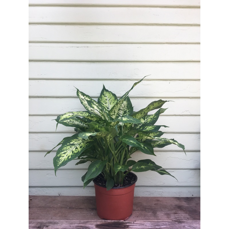 Dieffenbachia Compacta|4″ pot|6″ pot