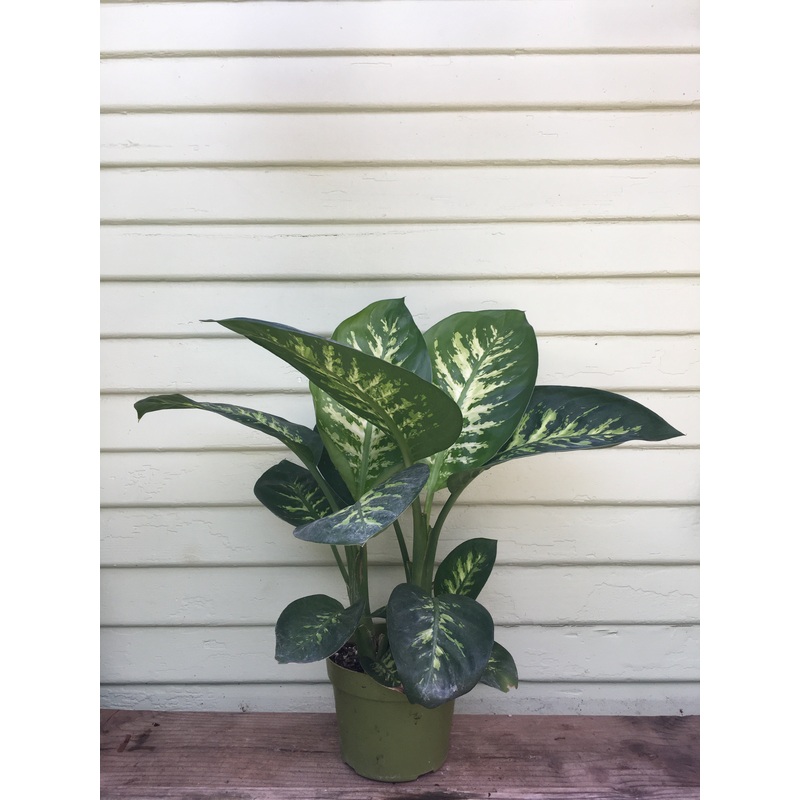Dieffenbachia Tropic Snow|10″ pot 2′-3′ tall|6″ pot|8″ pot