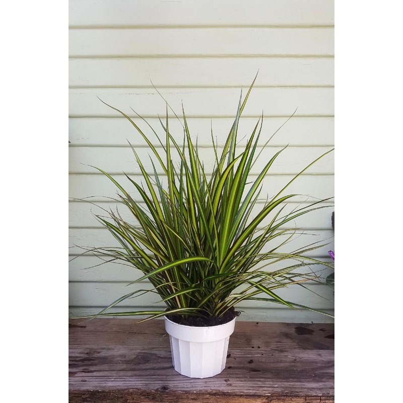 Dracaena marginata – Sun Ray|4″ pot at 9+inches tall|6″ pot at 1.5ft tall|8″ pot
