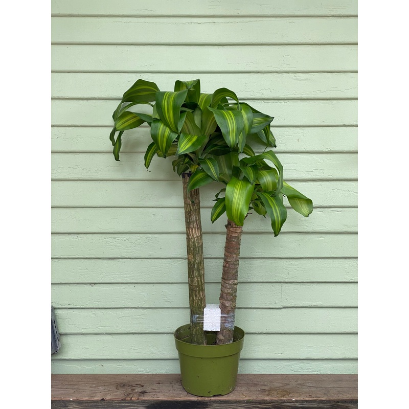 Dracaena massangeana|4″ pot at 10 inches tall|6″ pot at 1ft tall|8″ pot at 2-2.5ft tall|10″ pot at 3-4ft tall|12″ pot at 5-6ft tall