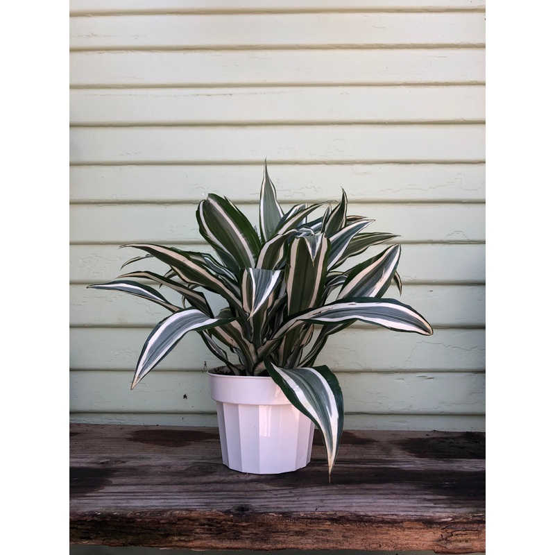 Dracaena White Bird|4″ pot at 9+inches tall|6″ pot at 1ft tall