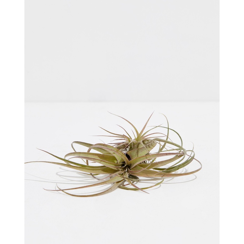 Eric Knobloch (Streptophylla x brachycaulos) Air Plant