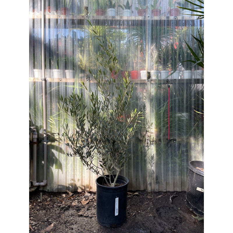 Exterior Olive – Shrub|5 gallon pot|15 gallon pot