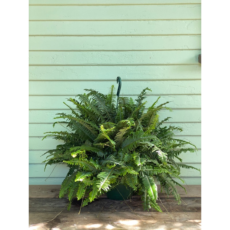 Fern – Jester’s Crown|6″ pot|8″ pot