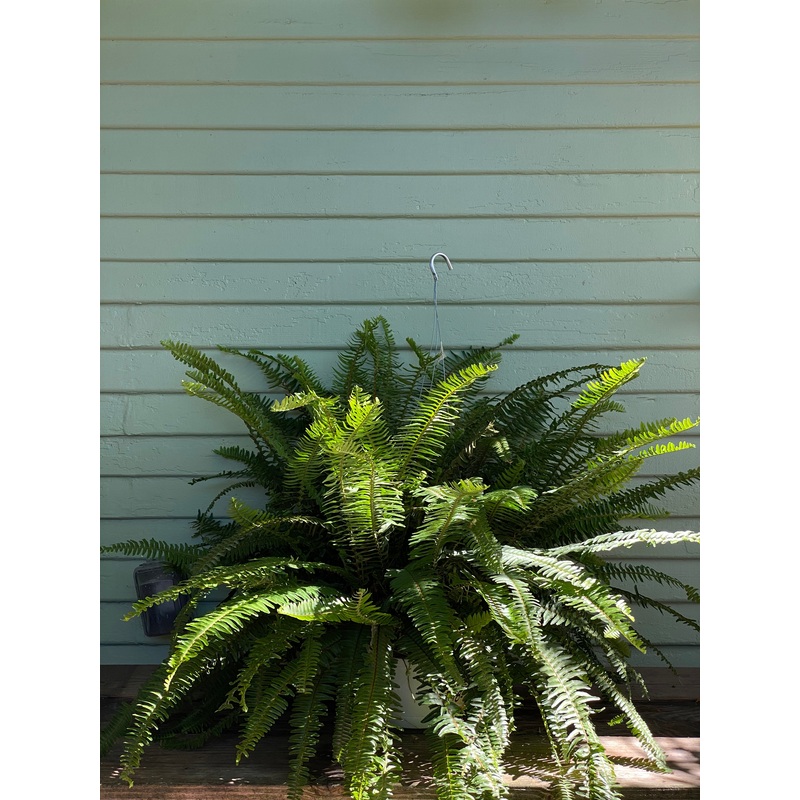 Fern – Kimberly Queen|8″ pot|6″ pot