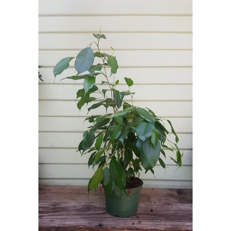 Ficus benjamina|6″ pot at 9″ tall|8″ pot at 2ft tall|10″ pot at 3+ft tall