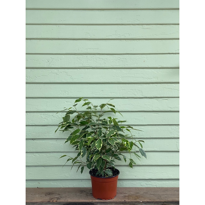 Ficus benjamina – Variegated|6″ pot at 9″ tall|8″ pot at 2ft tall|10″ pot at 3+ft tall