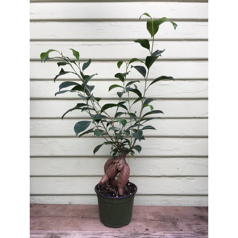 Ficus Ginseng|6″ or 8″ low pot|4″ pot