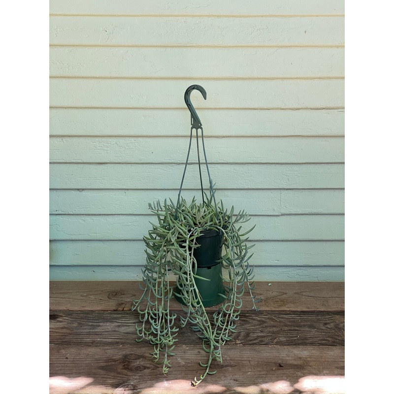 Fish Hooks Succulent|6″ pot|8″ pot