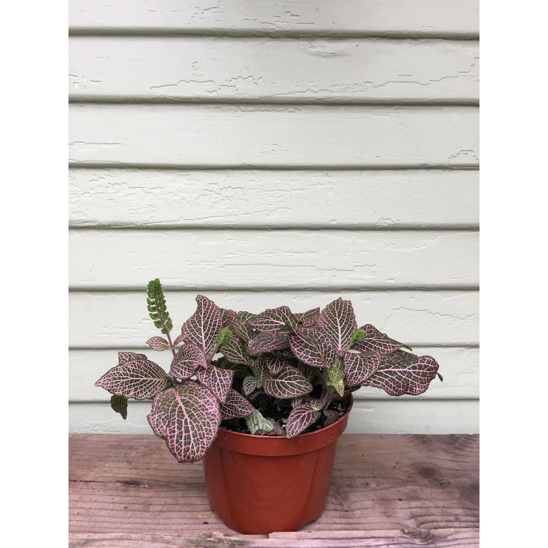 Fittonia – Nerve Plant|2″ pot|4″ pot|6″ pot|Pink|White|Red