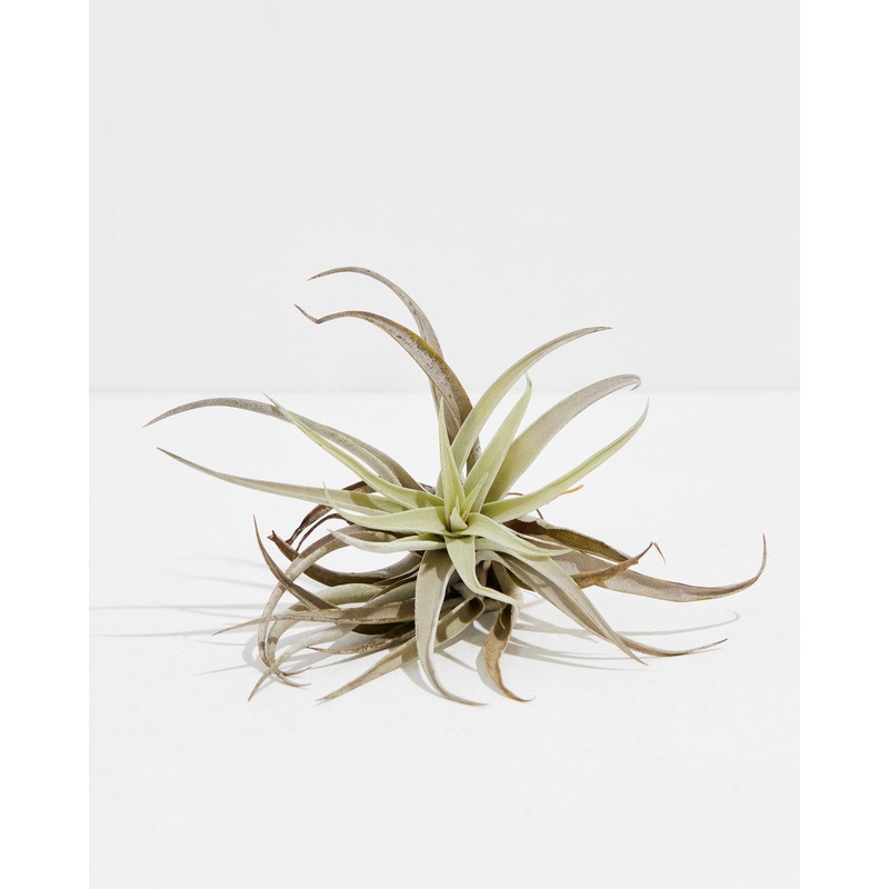 Harrisii Air Plant